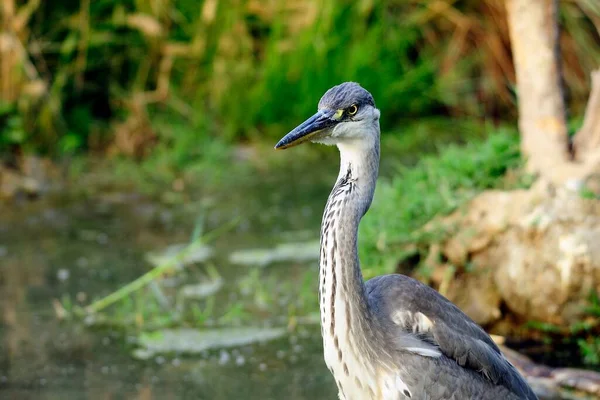 The gray heron or airon is a species of pelecaniform bird of the Ardeidae family. — 스톡 사진