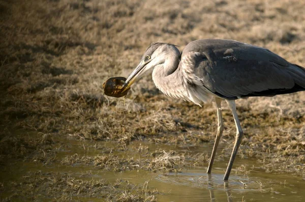 The gray heron or airon is a species of pelecaniform bird of the Ardeidae family. — Stok fotoğraf