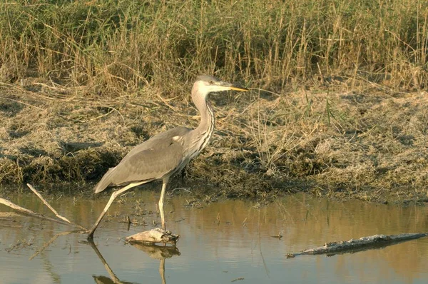 The gray heron or airon is a species of pelecaniform bird of the Ardeidae family. — Stock Photo, Image