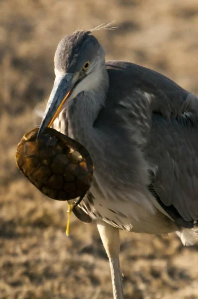 The gray heron or airon is a species of pelecaniform bird of the Ardeidae family. — 스톡 사진