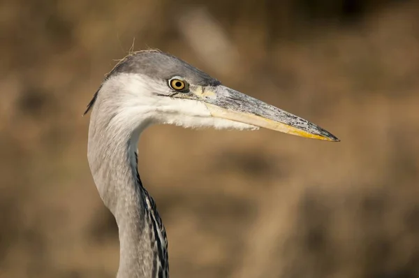 The gray heron or airon is a species of pelecaniform bird of the Ardeidae family. — Stok fotoğraf