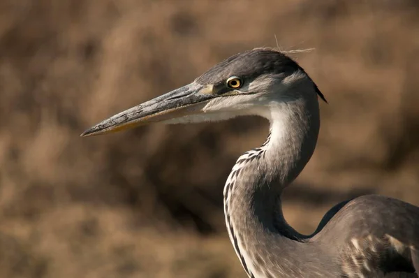 The gray heron or airon is a species of pelecaniform bird of the Ardeidae family. — Stock fotografie