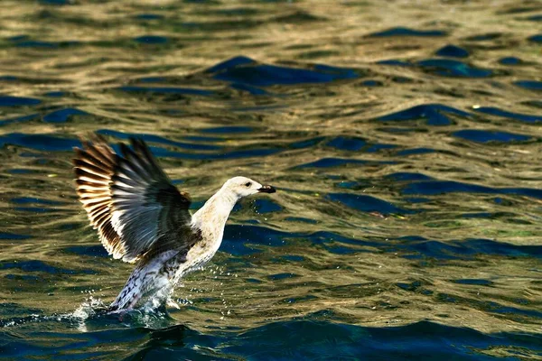 The yellow-legged gull is a species of Charadriiform bird in the Laridae family. — Stock Fotó