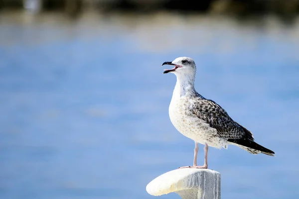 The yellow-legged gull is a species of Charadriiform bird in the Laridae family. — 스톡 사진