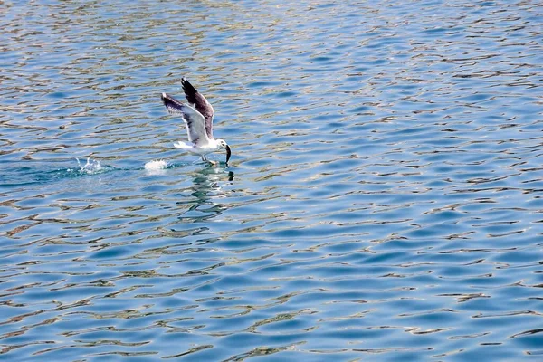 The yellow-legged gull is a species of Charadriiform bird in the Laridae family. — Stock Photo, Image