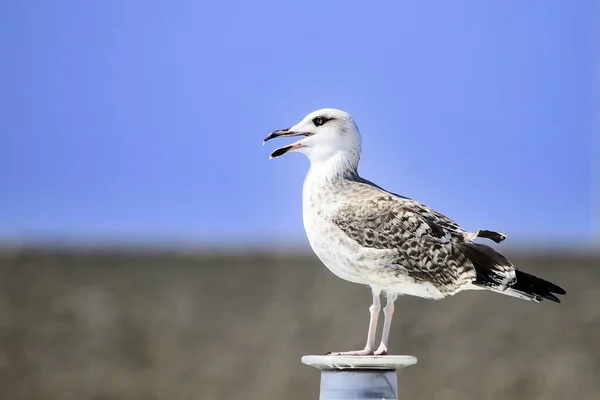 The yellow-legged gull is a species of Charadriiform bird in the Laridae family. — Zdjęcie stockowe
