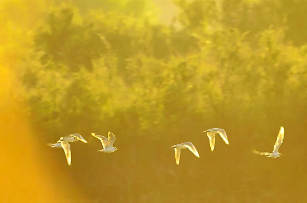 Charadriiform bird es una especie de ave paseriforme de la familia Laridae.. — Foto de Stock