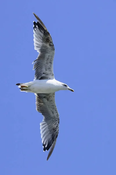 The yellow-legged gull is a species of Charadriiform bird in the Laridae family. — Stockfoto