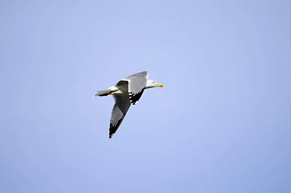 The yellow-legged gull is a species of Charadriiform bird in the Laridae family. — Fotografia de Stock