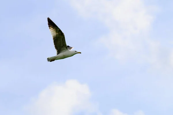 The yellow-legged gull is a species of Charadriiform bird in the Laridae family. — Fotografia de Stock