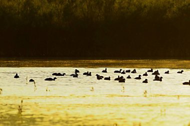 The common coot is a species of bird in the Rallidae family.