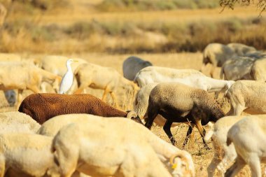The Cattle Egret is a species of the Ardeidae family.