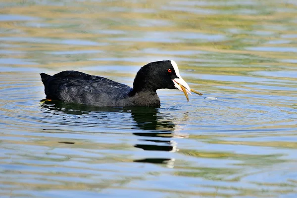The common coot is a species of bird in the Rallidae family. — Stockfoto