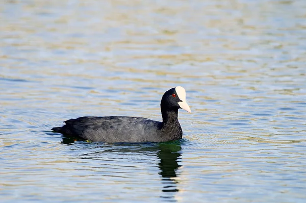 The common coot is a species of bird in the Rallidae family. — Fotografia de Stock