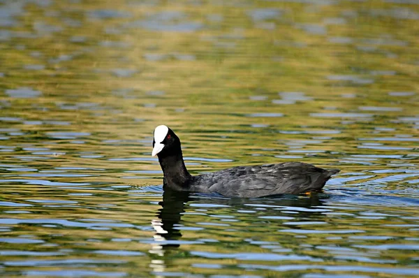The common coot is a species of bird in the Rallidae family. — 스톡 사진