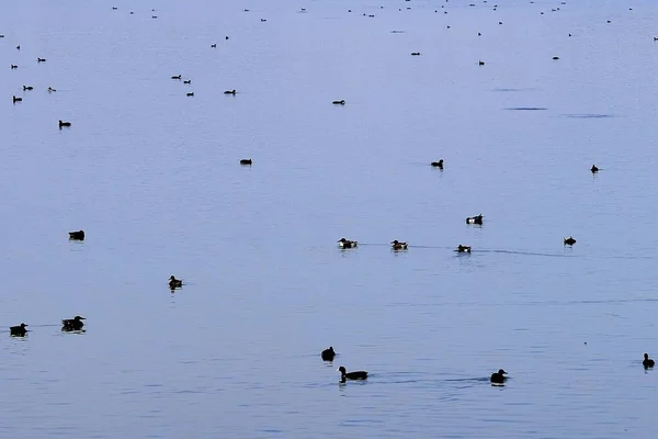 The common coot is a species of bird in the Rallidae family. — 图库照片