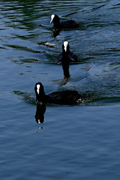 The common coot is a species of bird in the Rallidae family. — Stockfoto