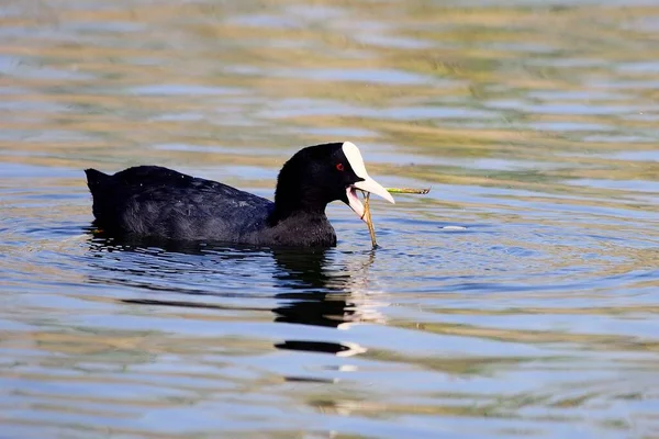 The common coot is a species of bird in the Rallidae family. — Foto Stock