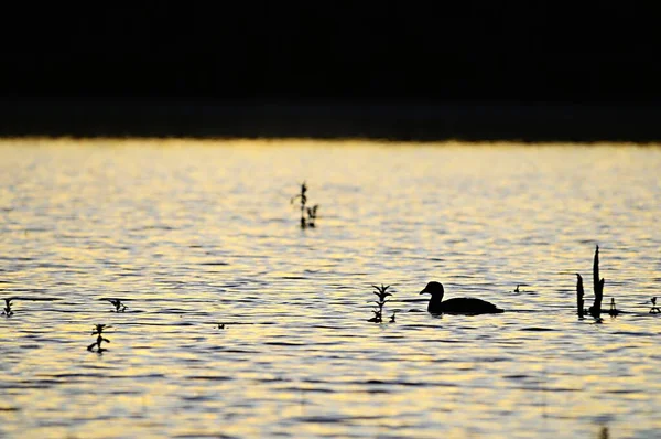 The common coot is a species of bird in the Rallidae family. — 图库照片