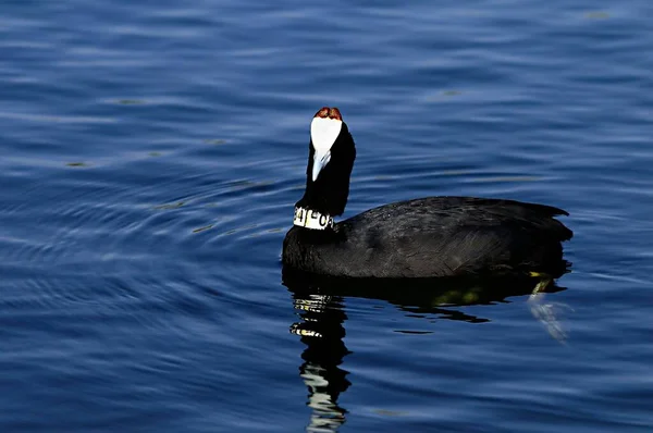 The common coot is a species of bird in the Rallidae family. — Zdjęcie stockowe