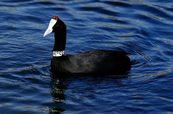 The common coot is a species of bird in the Rallidae family. — Stock fotografie