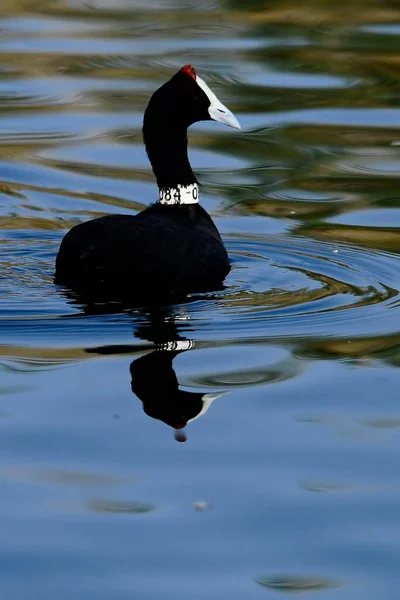The common coot es una especie de ave paseriforme de la familia Rallidae.. — Foto de Stock