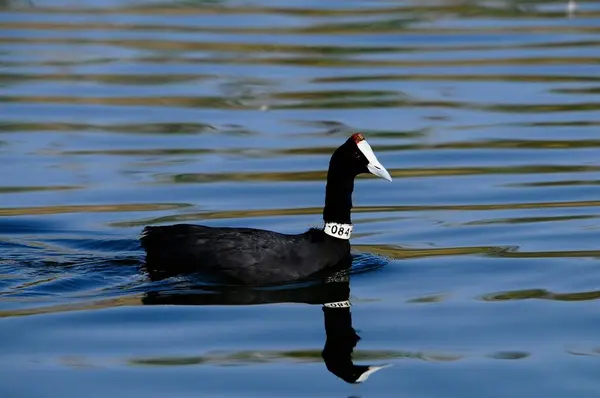The common coot is a species of bird in the Rallidae family. — Stock fotografie