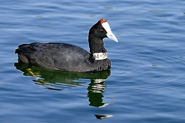 The common coot es una especie de ave paseriforme de la familia Rallidae.. — Foto de Stock