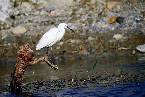 The little egret is a species of pelecaniform bird in the Ardeidae family. — Fotografia de Stock