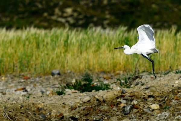 The little egret is a species of pelecaniform bird in the Ardeidae family.