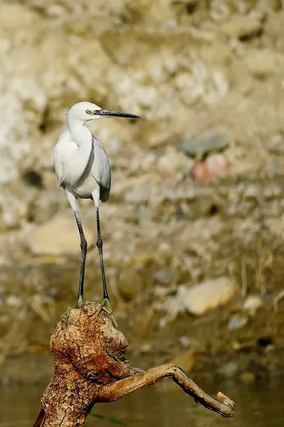 The little egret is a species of pelecaniform bird in the Ardeidae family. — 스톡 사진