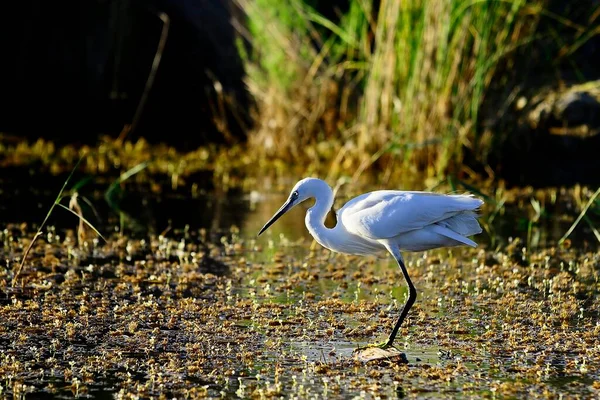 The little egret is a species of pelecaniform bird in the Ardeidae family. — Foto Stock