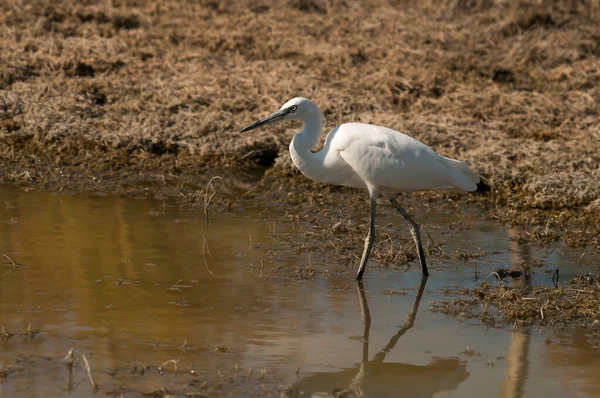The little egret is a species of pelecaniform bird in the Ardeidae family. — Stock fotografie