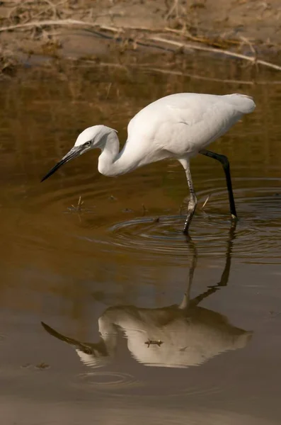 The little egret is a species of pelecaniform bird in the Ardeidae family. — Stock fotografie