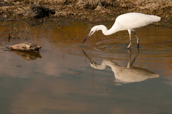 The little egret is a species of pelecaniform bird in the Ardeidae family.