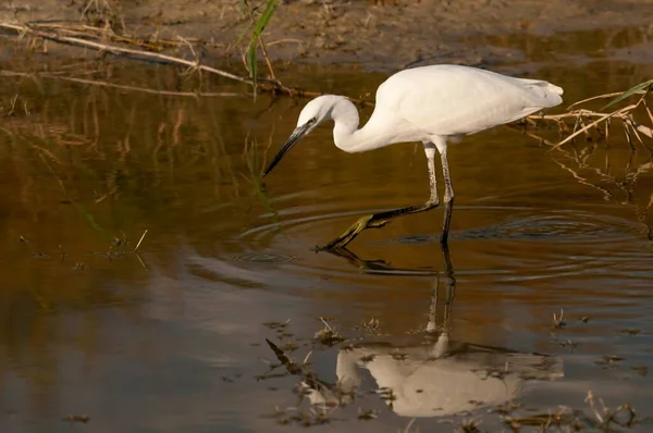 The little egret is a species of pelecaniform bird in the Ardeidae family. — Foto Stock