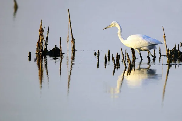 The little egret is a species of pelecaniform bird in the Ardeidae family. — 图库照片