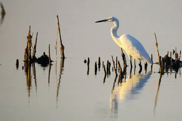 The little egret is a species of pelecaniform bird in the Ardeidae family. — Stockfoto