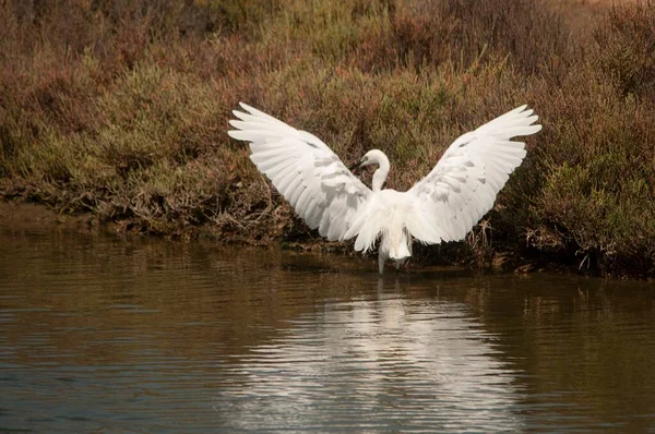 The little egret is a species of pelecaniform bird in the Ardeidae family. — Stockfoto