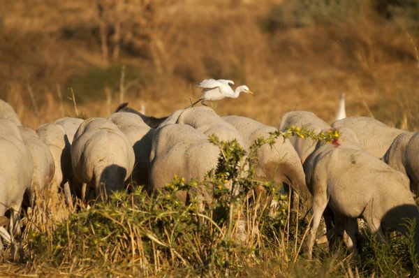 The Cattle Egret es una especie de anfibios de la familia Ardeidae.. —  Fotos de Stock