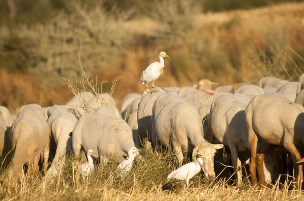 The Cattle Egret is a species of the Ardeidae family. — Foto Stock