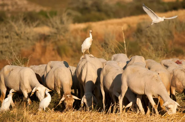 The Cattle Egret is a species of the Ardeidae family. — Photo