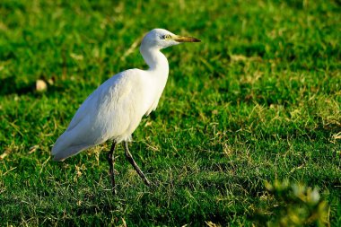 The Cattle Egret is a species of the Ardeidae family.