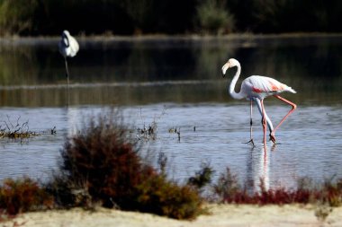 The common flamingo is a species of phoenicopteriform bird in the Phoenicopteridae family.