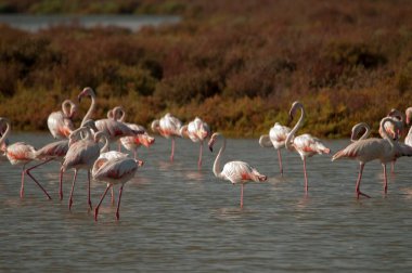 The common flamingo is a species of phoenicopteriform bird in the Phoenicopteridae family.