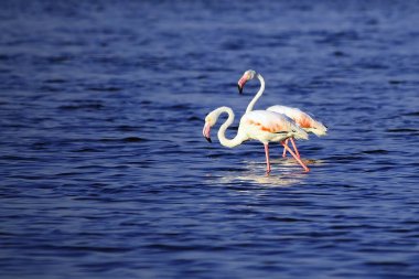 The common flamingo is a species of phoenicopteriform bird in the Phoenicopteridae family.