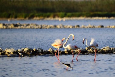 The common flamingo is a species of phoenicopteriform bird in the Phoenicopteridae family.