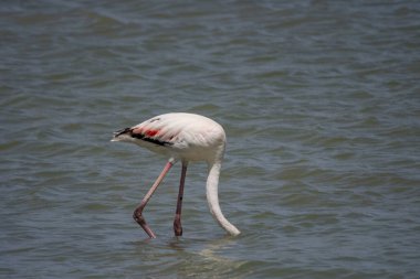 The common flamingo is a species of phoenicopteriform bird in the Phoenicopteridae family.