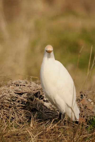 The Cattle Egret is a species of the Ardeidae family. — Stockfoto