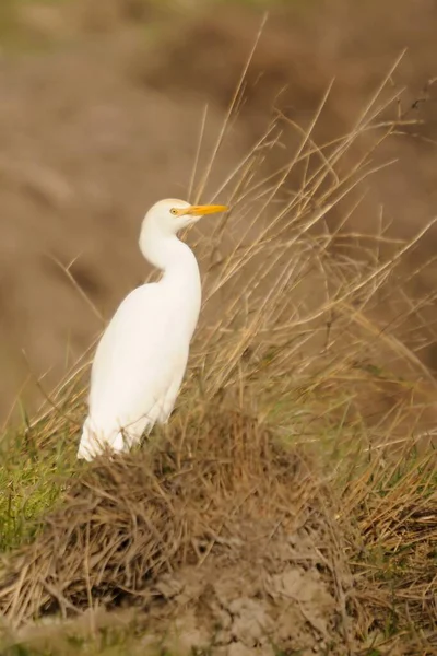 The Cattle Egret is a species of the Ardeidae family. — Stock fotografie